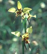 Native orchid