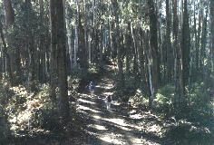 Native forest at the base of Mt Bogong